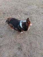 Skye, a female Shetland Sheepdog for sale in Lone Oak, TX – 3 of 3