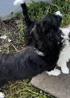 Slick-Mini, a male Poodle - Miniature  and Toy Australian Shepherd for sale in Lone Oak, TX – Photo 2 of 3