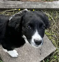 Slick-Mini, a male Poodle - Miniature  and Toy Australian Shepherd for sale in Lone Oak, TX – Photo 1 of 3