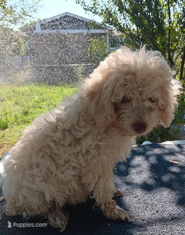 Cotton – Poodle - Miniature , Westiepoo puppy for sale in Lone Oak, TX