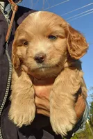 Solo, a male Cockapoo for sale in Lone Oak, TX – Photo 1 of 2