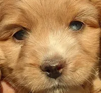 Solo, a male Cockapoo for sale in Lone Oak, TX – Photo 2 of 2