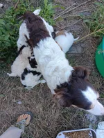 Happy, a male Miniature Aussiedoodle for sale in Lone Oak, TX – 3 of 3