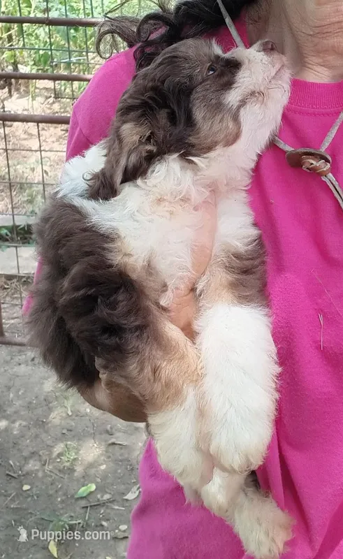 Buddy – Miniature Aussiedoodle puppy for sale in Lone Oak, TX