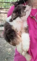 Buddy, a male Miniature Aussiedoodle for sale in Lone Oak, TX – 1 of 2