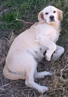Truly, a female Golden Cocker Retriever for sale in Lone Oak, TX – Photo 2 of 4