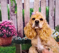 Truly, a female Golden Cocker Retriever for sale in Lone Oak, TX – Photo 3 of 4