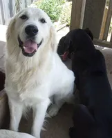 Truly, a female Golden Cocker Retriever for sale in Lone Oak, TX – Photo 4 of 4