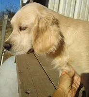 Truly, a female Golden Cocker Retriever for sale in Lone Oak, TX – Photo 1 of 4