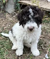 Chewy, a male Aussiedoodle for sale in Lone Oak, TX – 4 of 5
