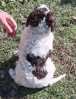 Happy, a male Miniature Aussiedoodle for sale in Lone Oak, TX – 2 of 3