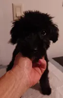 Teddy, a male Aussiedoodle and Poodle - Miniature  for sale in Lone Oak, TX – 4 of 5