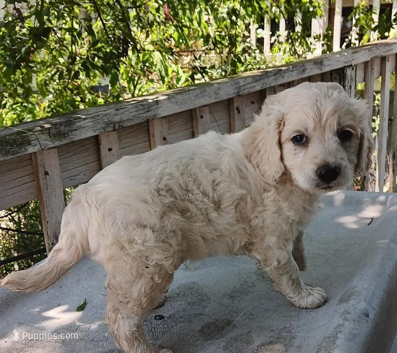 Stubby – Poodle - Miniature , Shepadoodle puppy for sale in Lone Oak, TX