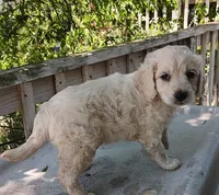 Stubby, a male Poodle - Miniature  and Shepadoodle for sale in Lone Oak, TX – 1 of 1