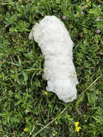 Chunk, a male Cockapoo for sale in Lone Oak, TX – Photo 3 of 6