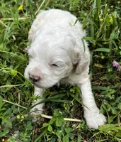 Chunk, a male Cockapoo for sale in Lone Oak, TX – Photo 1 of 6