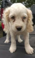 Chunk, a male Cockapoo for sale in Lone Oak, TX – Photo 6 of 6