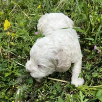 Chunk, a male Cockapoo for sale in Lone Oak, TX – Photo 2 of 6