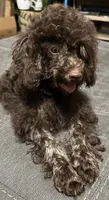 Brownie, a male Poodle - Miniature  and Westiepoo for sale in Lone Oak, TX – 3 of 4