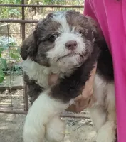 Buddy, a male Miniature Aussiedoodle for sale in Lone Oak, TX – 2 of 2