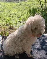 Cotton, a male Poodle - Miniature  and Westiepoo for sale in Lone Oak, TX – 2 of 3
