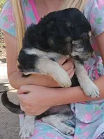 Snickers Mini, a female Miniature Goldendoodle for sale in Lone Oak, TX – Photo 2 of 4