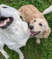 Snickers Mini, a female Miniature Goldendoodle for sale in Lone Oak, TX – Photo 4 of 4