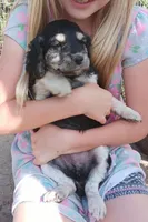 Snickers Mini, a female Miniature Goldendoodle for sale in Lone Oak, TX – Photo 1 of 4