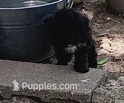 Mosie Posie – Miniature Aussiedoodle puppy for sale in Lone Oak, TX