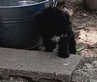 Mosie Posie, a female Miniature Aussiedoodle for sale in Lone Oak, TX – 1 of 1