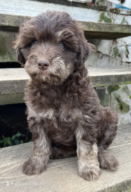 Brownie – Aussiedoodle, Poodle - Miniature  puppy for sale in Lone Oak, TX