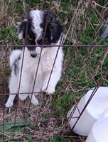 Dallas, a male Miniature Aussiedoodle for sale in Lone Oak, TX – Photo 2 of 3