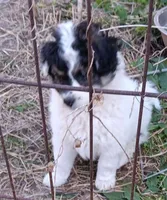 Dallas, a male Miniature Aussiedoodle for sale in Lone Oak, TX – Photo 1 of 3