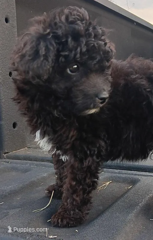 Dallas – Miniature Aussiedoodle puppy for sale in Lone Oak, TX