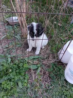 Dallas, a male Miniature Aussiedoodle for sale in Lone Oak, TX – Photo 3 of 3