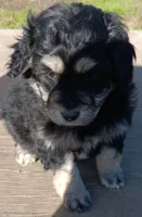 Jewel, a female Miniature Goldendoodle for sale in Lone Oak, TX – Photo 2 of 5