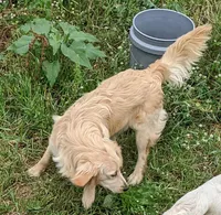 Jewel, a female Miniature Goldendoodle for sale in Lone Oak, TX – Photo 4 of 5