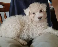 Azora, a female Poodle - Miniature  and Toy Australian Shepherd for sale in Lone Oak, TX – 2 of 2