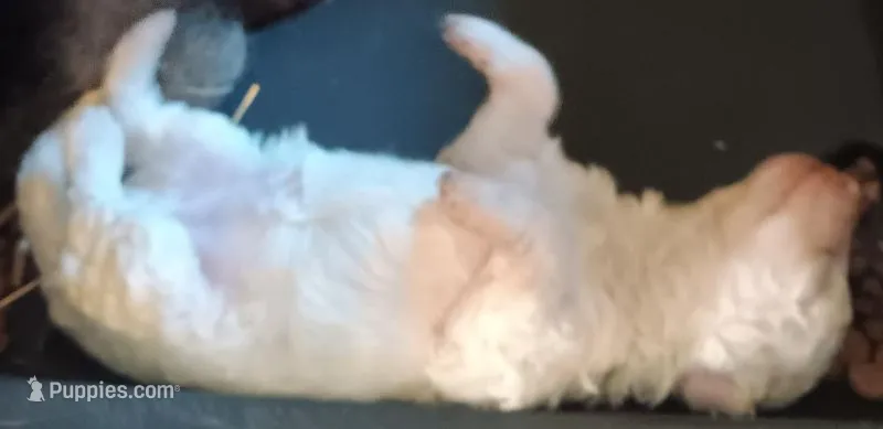 Azora – Poodle - Miniature  puppy for sale in Lone Oak, TX