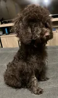 Brownie, a male Poodle - Miniature  and Westiepoo for sale in Lone Oak, TX – 4 of 4