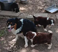 Shorty, a male Miniature Aussiedoodle for sale in Lone Oak, TX – 2 of 2