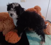 Darcy, a male Poodle - Miniature  and Bordoodle for sale in Lone Oak, TX – 4 of 5