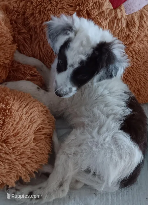 Bandit – Poodle - Miniature , Bordoodle puppy for sale in Lone Oak, TX
