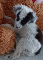 Bandit, a male Poodle - Miniature  and Bordoodle for sale in Lone Oak, TX – 1 of 5