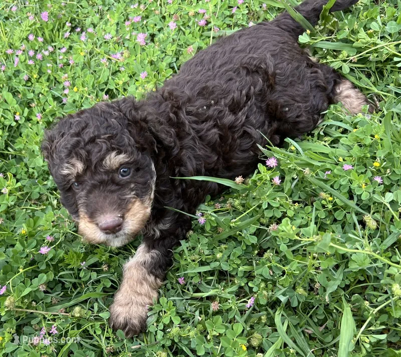 Baby-girl – Miniature Aussiedoodle puppy for sale in Lone Oak, TX