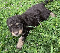Baby-girl, a female Miniature Aussiedoodle for sale in Lone Oak, TX – 1 of 4