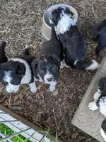 Noodles Toy, a female Aussiedoodle for sale in Lone Oak, TX – Photo 4 of 4