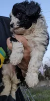 Noodles Toy, a female Aussiedoodle for sale in Lone Oak, TX – Photo 3 of 4
