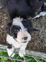 Noodles Toy, a female Aussiedoodle for sale in Lone Oak, TX – Photo 1 of 4
