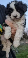 Noodles Toy, a female Aussiedoodle for sale in Lone Oak, TX – Photo 2 of 4